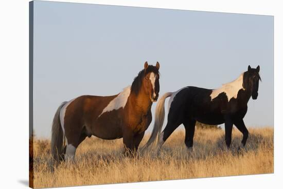 Wild Horses, Steens Mountains-Ken Archer-Stretched Canvas