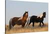 Wild Horses, Steens Mountains-Ken Archer-Stretched Canvas