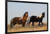 Wild Horses, Steens Mountains-Ken Archer-Framed Photographic Print