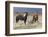 Wild Horses, Steens Mountains-Ken Archer-Framed Photographic Print