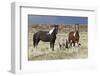 Wild Horses, Steens Mountains-Ken Archer-Framed Photographic Print