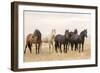 Wild Horses, Tooele County, Utah-Cathy & Gordon Illg-Framed Art Print