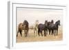Wild Horses, Tooele County, Utah-Cathy & Gordon Illg-Framed Art Print