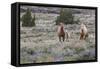 Wild horses, wild Mustangs-Ken Archer-Framed Stretched Canvas