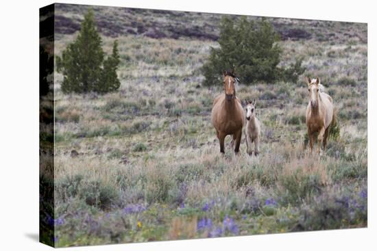 Wild horses, wild Mustangs-Ken Archer-Stretched Canvas