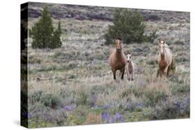 Wild horses, wild Mustangs-Ken Archer-Stretched Canvas