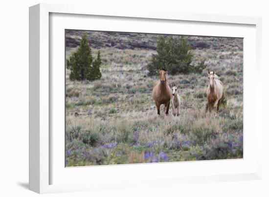 Wild horses, wild Mustangs-Ken Archer-Framed Photographic Print