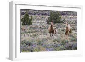 Wild horses, wild Mustangs-Ken Archer-Framed Photographic Print