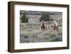 Wild horses, wild Mustangs-Ken Archer-Framed Photographic Print