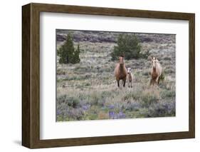 Wild horses, wild Mustangs-Ken Archer-Framed Photographic Print