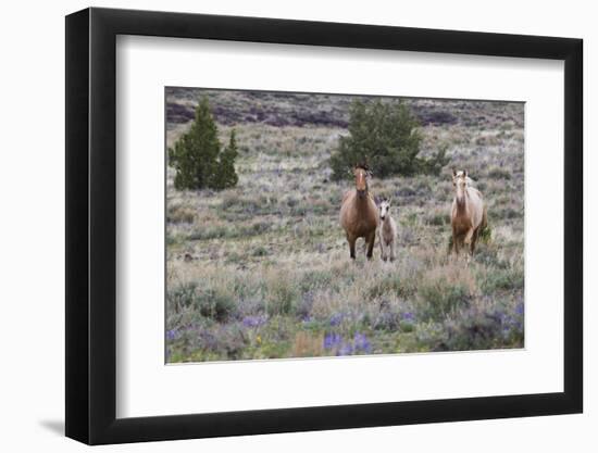 Wild horses, wild Mustangs-Ken Archer-Framed Photographic Print