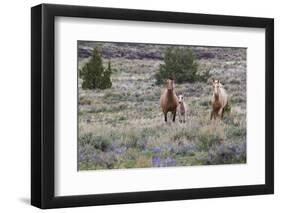 Wild horses, wild Mustangs-Ken Archer-Framed Photographic Print