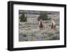 Wild horses, wild Mustangs-Ken Archer-Framed Photographic Print