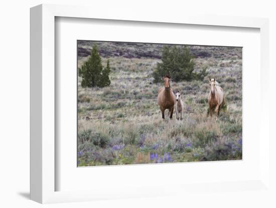 Wild horses, wild Mustangs-Ken Archer-Framed Photographic Print