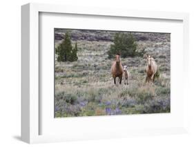 Wild horses, wild Mustangs-Ken Archer-Framed Photographic Print