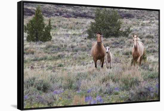 Wild horses, wild Mustangs-Ken Archer-Framed Stretched Canvas