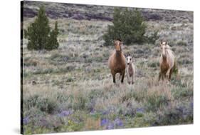 Wild horses, wild Mustangs-Ken Archer-Stretched Canvas