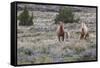 Wild horses, wild Mustangs-Ken Archer-Framed Stretched Canvas