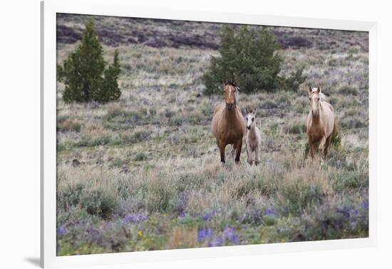 Wild horses, wild Mustangs-Ken Archer-Framed Photographic Print