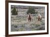 Wild horses, wild Mustangs-Ken Archer-Framed Photographic Print