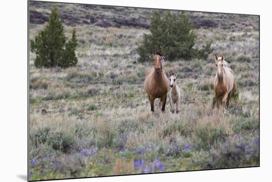 Wild horses, wild Mustangs-Ken Archer-Mounted Photographic Print