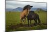 Wild Horses-null-Mounted Art Print