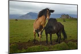 Wild Horses-null-Mounted Art Print