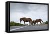 Wild Horses-Paul Souders-Framed Stretched Canvas