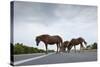 Wild Horses-Paul Souders-Stretched Canvas