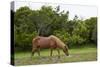 Wild Horses-Paul Souders-Stretched Canvas