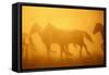 Wild Horses-DLILLC-Framed Stretched Canvas