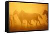 Wild Horses-DLILLC-Framed Stretched Canvas