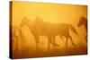 Wild Horses-DLILLC-Stretched Canvas