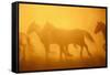 Wild Horses-DLILLC-Framed Stretched Canvas