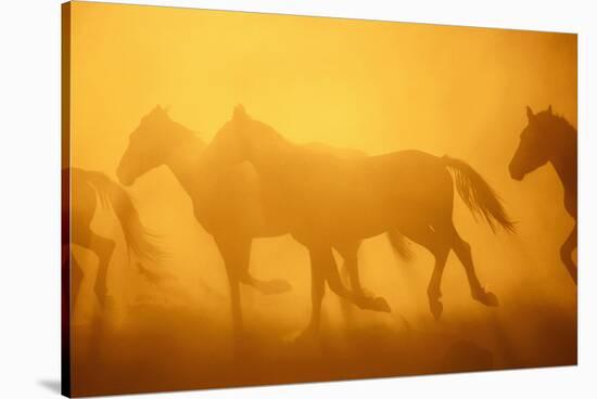 Wild Horses-DLILLC-Stretched Canvas