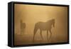 Wild Horses-DLILLC-Framed Stretched Canvas