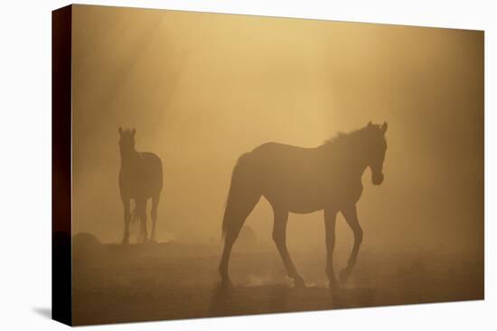 Wild Horses-DLILLC-Stretched Canvas