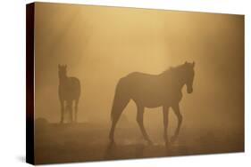 Wild Horses-DLILLC-Stretched Canvas