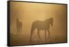 Wild Horses-DLILLC-Framed Stretched Canvas