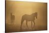 Wild Horses-DLILLC-Stretched Canvas