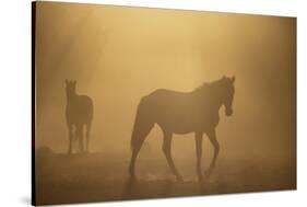 Wild Horses-DLILLC-Stretched Canvas