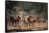 Wild Horses-DLILLC-Framed Stretched Canvas