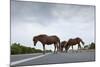 Wild Horses-Paul Souders-Mounted Photographic Print