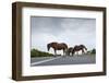 Wild Horses-Paul Souders-Framed Photographic Print