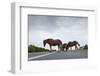 Wild Horses-Paul Souders-Framed Photographic Print