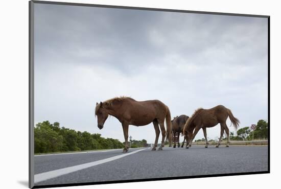 Wild Horses-Paul Souders-Mounted Photographic Print