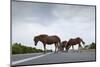 Wild Horses-Paul Souders-Mounted Photographic Print