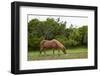 Wild Horses-Paul Souders-Framed Photographic Print