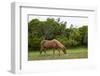 Wild Horses-Paul Souders-Framed Photographic Print