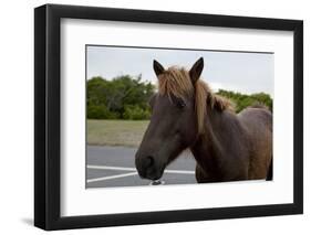 Wild Horses-Paul Souders-Framed Photographic Print